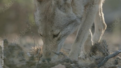 coyote is looking for food at the foot of a Saguaro cactus photo