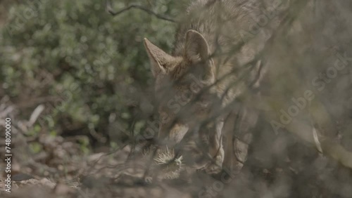 coyote is looking for food between bushes in the Sonoran Desert photo