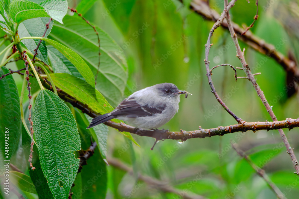 Fototapeta premium Torrent Tyrannulet