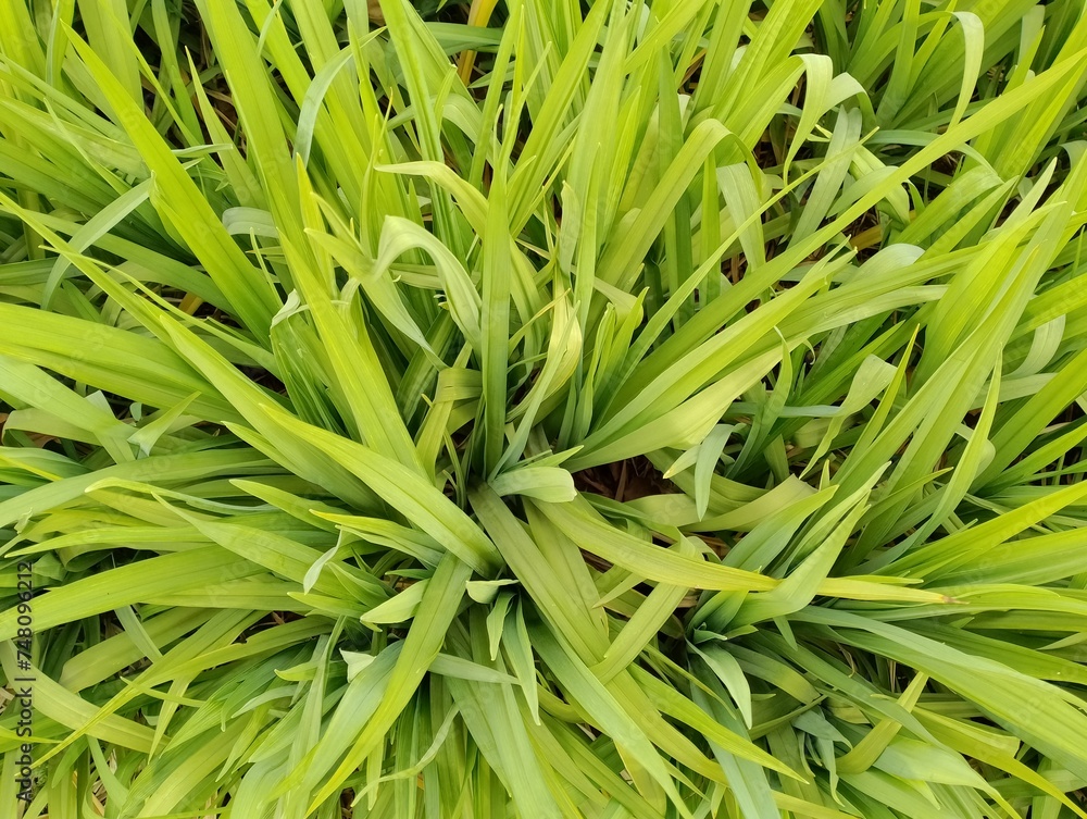 Obraz premium green grass background