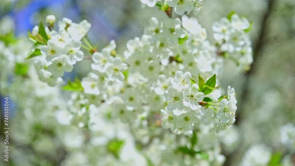 Close up of white cherry tree flowers on the wind. Spring background Close up of white cherry tree flowers on the wind. Spring background