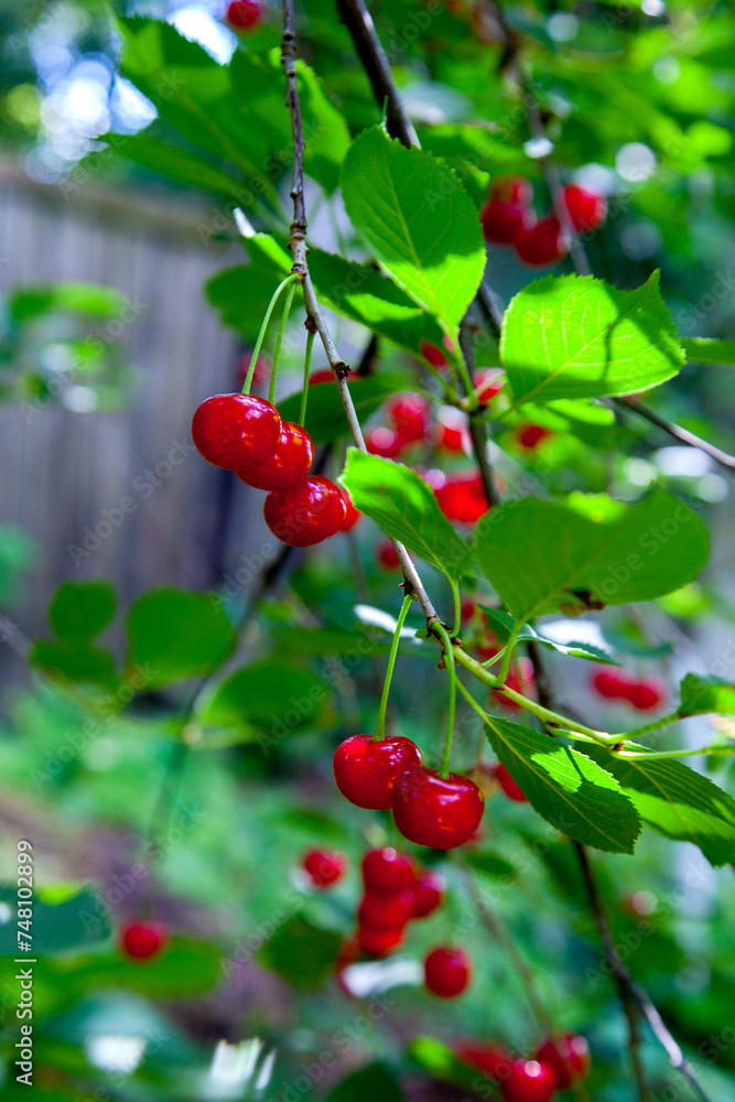 Red ripe juicy cherries berries hanging on cherry tree branch. . Red ripe juicy cherries berries hanging on cherry tree branch. .