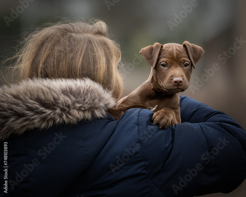 Over the shoulder shot of a girl in a winter coat with fur trimmed hood holding her adorable cute Patterdale terrier puppy