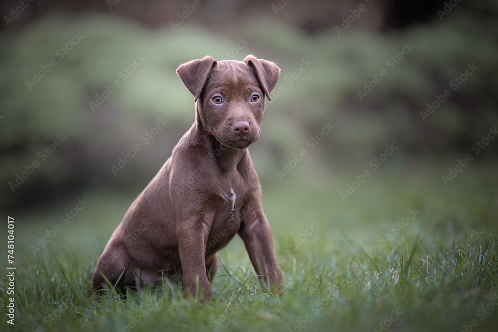 Cute brown Patterdale terrier puppy sitting on grass with copy space