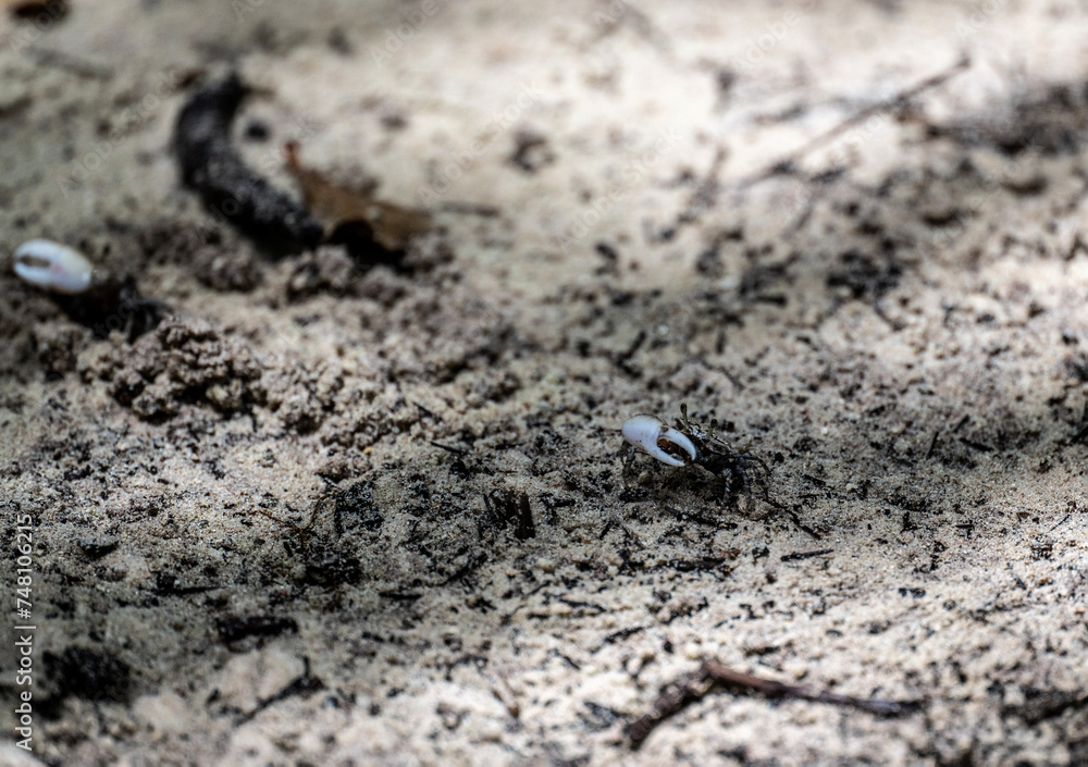 sand crabs on the beach near the sea on a sunny day on one of the Seychelles islands sand crabs on the beach near the sea on a sunny day on one of the Seychelles islands