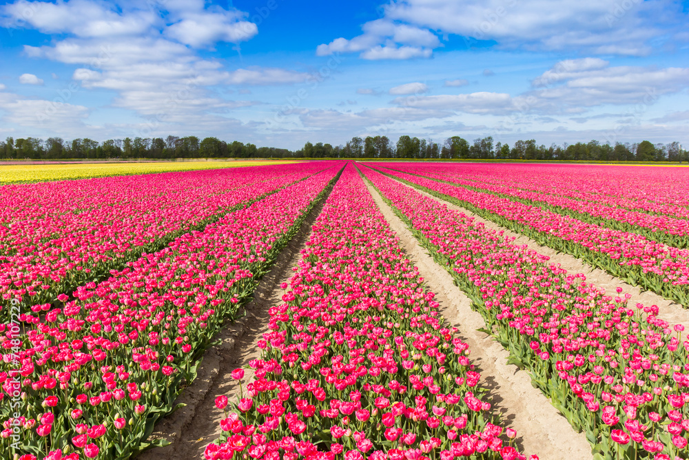 Field of vibrant purple tulips in springtime in The Netherlands