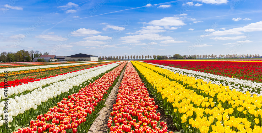 Various types of tulips in the field in The Netherlands