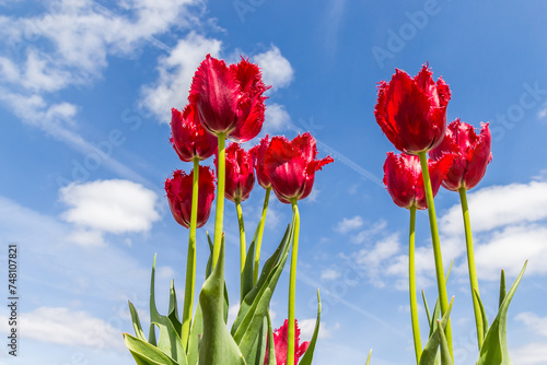 Red fringed tulips against a blue sky in The Netherlands