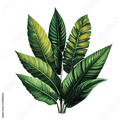 Planta tropical hoja verde vector