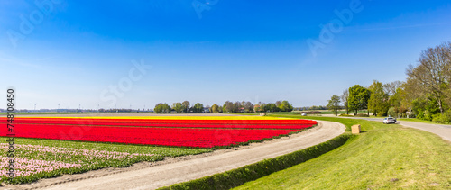 Panorama of the road through the tulip field in The Netherlands photo