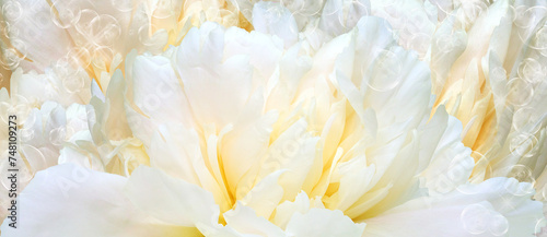 Floral yellow background. Peony flower and petals flowers. Close-up. Nature.