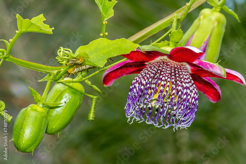 Passiflora alata flower