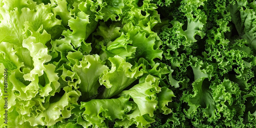 Glimpse of verdant salad components. Glimpse of verdant salad components.
