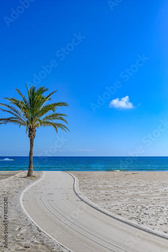 Palm tree in the sand of San Juan Beach in Alicante  Spain