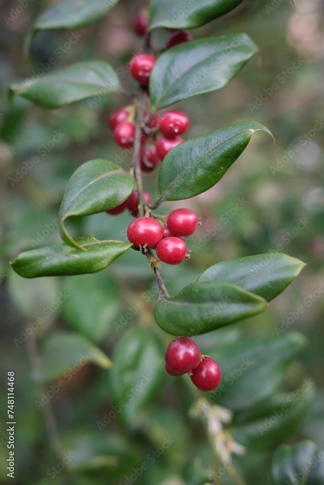 Sarcococca ruscifolia Sarcococca ruscifolia