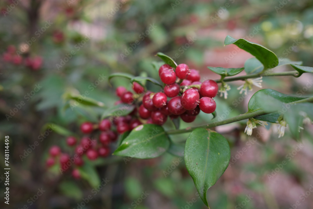 Sarcococca ruscifolia Sarcococca ruscifolia
