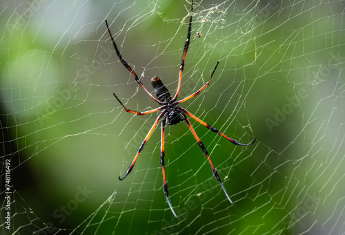 a large black and red spider in natural conditions on a sunny day on one of the Seychelles islands