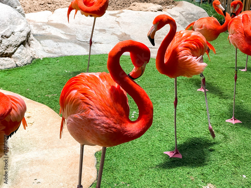 Beautiful bright pink Flamingos birds standing around water - theme park in Abu Dhabi, UAE