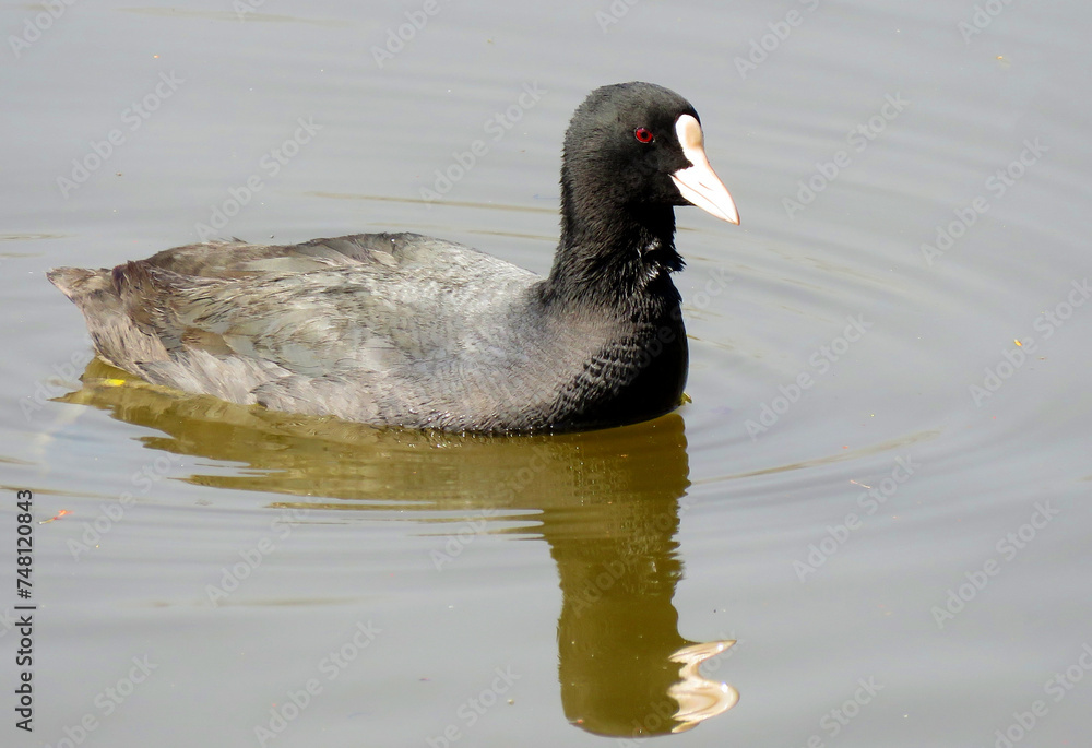 The Eurasian coot swimming in water. The Eurasian coot, also known as the common coot, or Australian coot