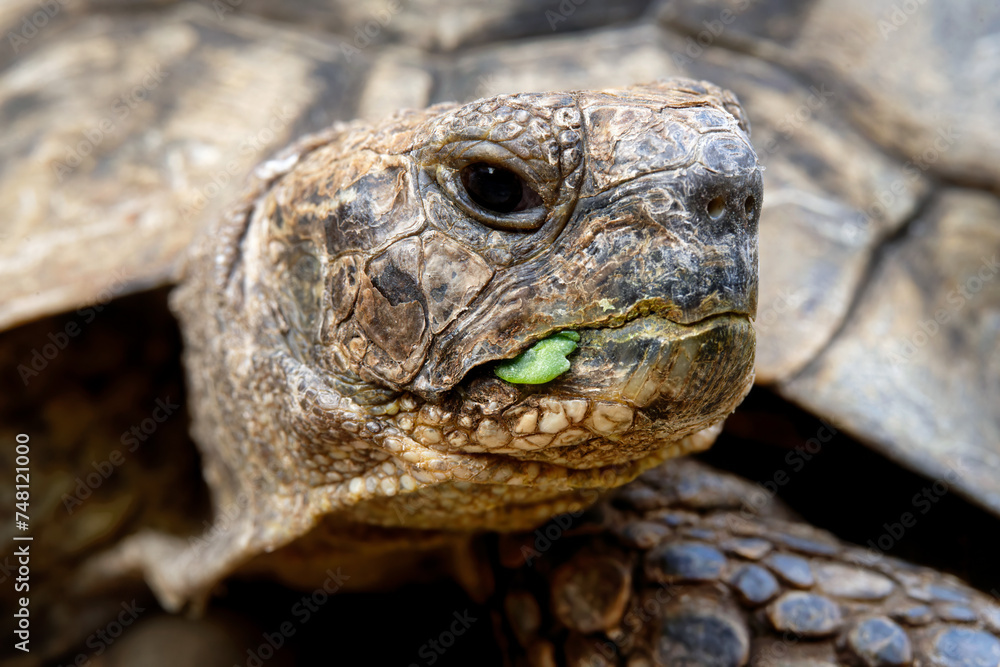 Facial Portrait of Mediterranean Spur Thighed Tortoise Facial Portrait of Mediterranean Spur Thighed Tortoise