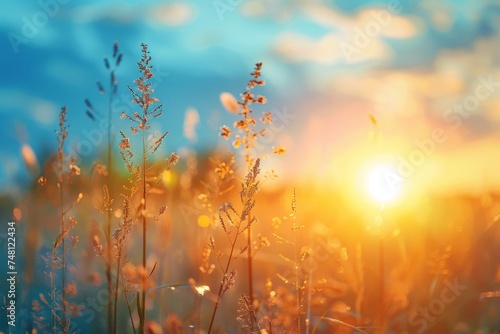 The sun sets casting golden hues over a field of wild grass  evoking calmness and the end of a day