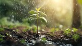 A young plant growing up with rainwater in sunlight ultra realistic