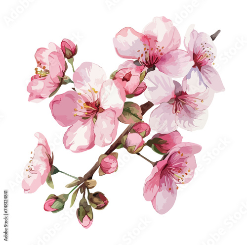 Beautiful sakura flowers 