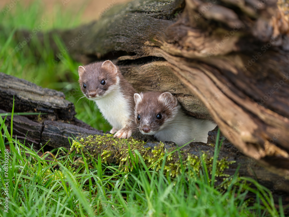 Close-up of Two Stoats. One in Partial Ermine