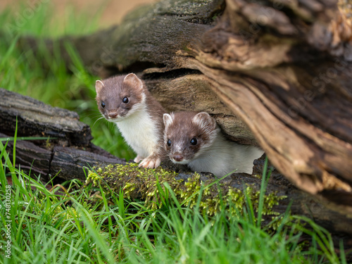Obraz na płótnie Close-up of Two Stoats. One in Partial Ermine w salonie