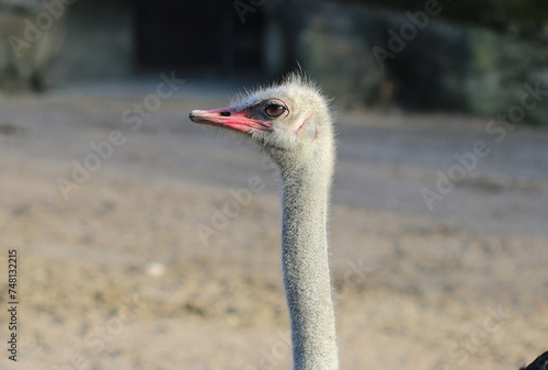Südafrikanischer Strauß - South African ostrich