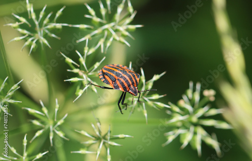 Streifenwanze - Striped Shield Bug
