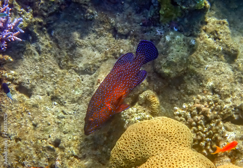 Red coral grouper, scientific name is Cephalopholis miniata, it is predator and inhabits coral reefs of the Red Sea, Sinai, Middle East, selective focus on the fish 
