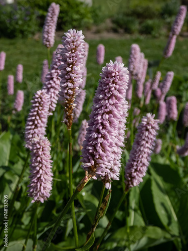 Bistort or snakeweed (Persicaria bistorta) 'Superbum' flowering with spikes of soft pink flowers over clumps of rich green leaves in the garden in summer