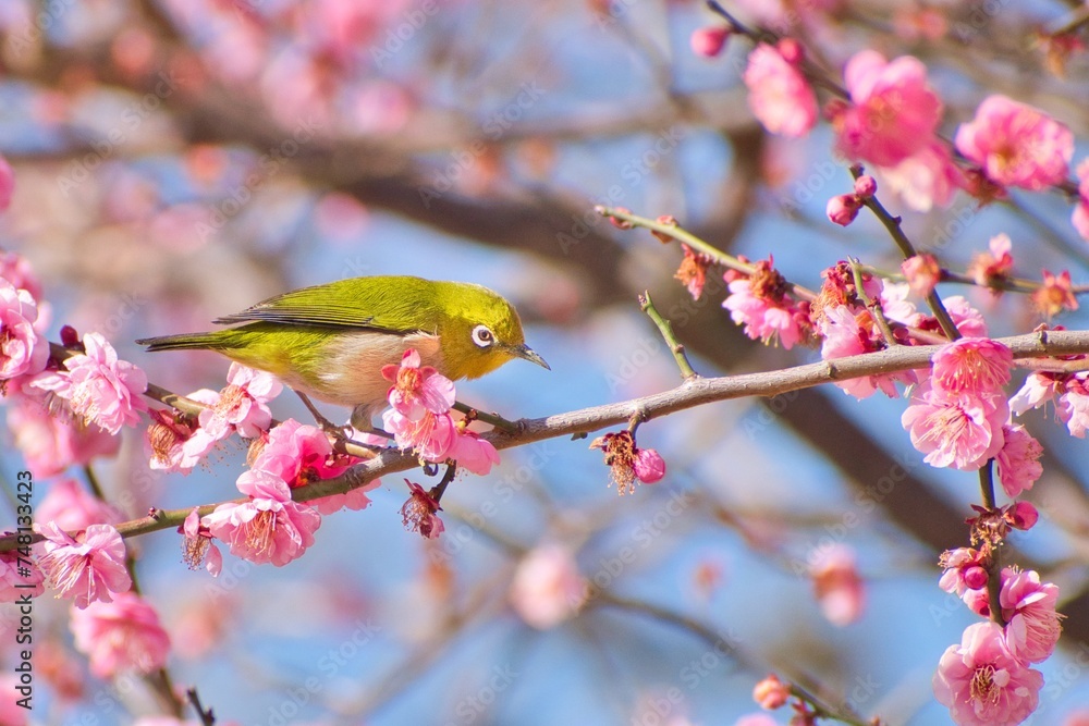梅の花とメジロ