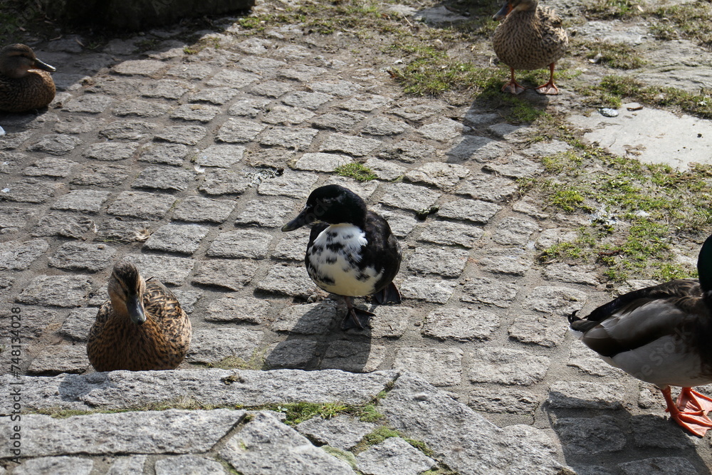 Naklejka premium Gefieder