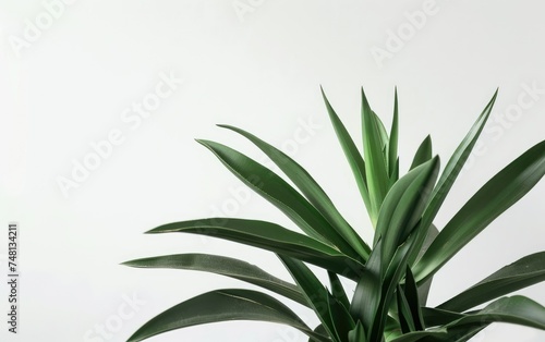 Green houseplant with long leaves against a clean white background, minimalist style.