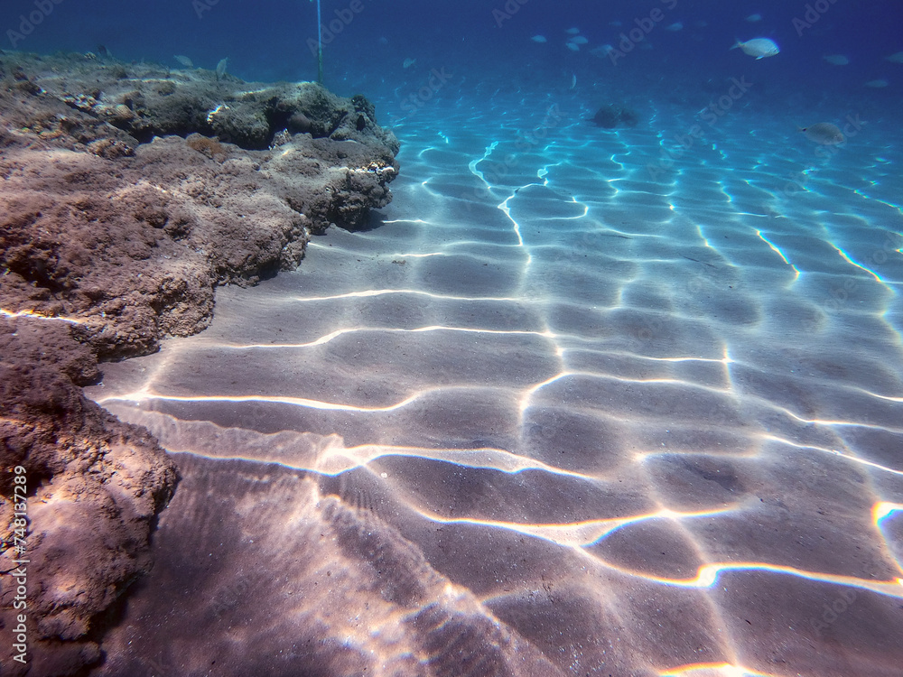 Obraz premium Underwater life of reef with corals and tropical fish. Coral Reef at the Red Sea, Egypt.