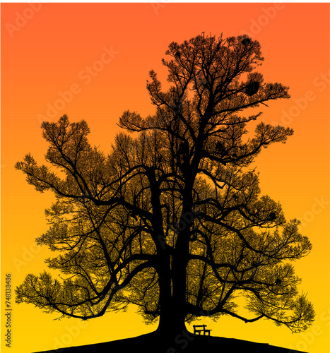 ramas, arboles, siluetas, vegetacion, roble, bosque, paisaje, vector, hojas, abstracto, sauce, tronco, malesa, pegatina