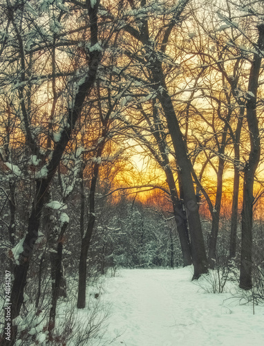 Colorful sunset in a grove forest or snowy park in winter