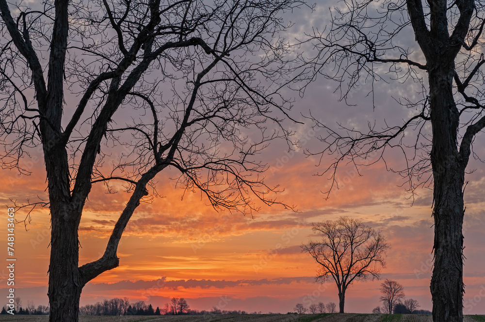 Landscape of bare trees in a rural landscape silhouetted against a colorful dawn sky, Michigan, USA Landscape of bare trees in a rural landscape silhouetted against a colorful dawn sky, Michigan, USA