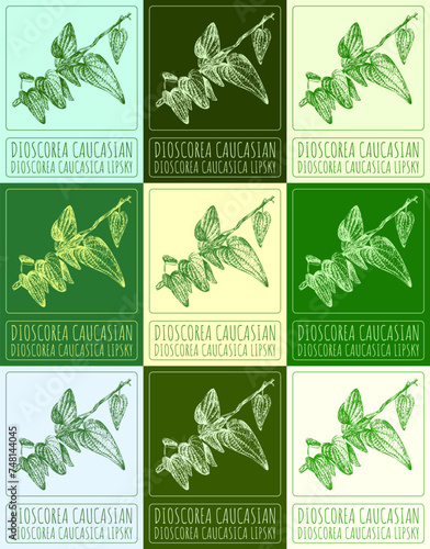 Set of vector drawing DIOSCOREA CAUCASIAN in various colors. Hand drawn illustration. The Latin name is DIOSCOREA DIOSCOREA CAUCASICA LIPSKY.