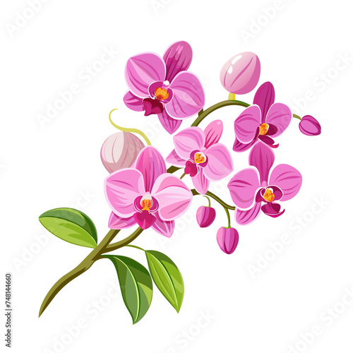 flower exotic pink orchid branch