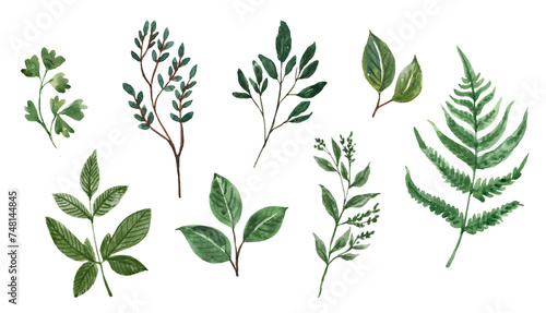 Hand-painted branches and green leaves, isolated watercolor plants. Botanical illustration. Greenery PNG clipart.