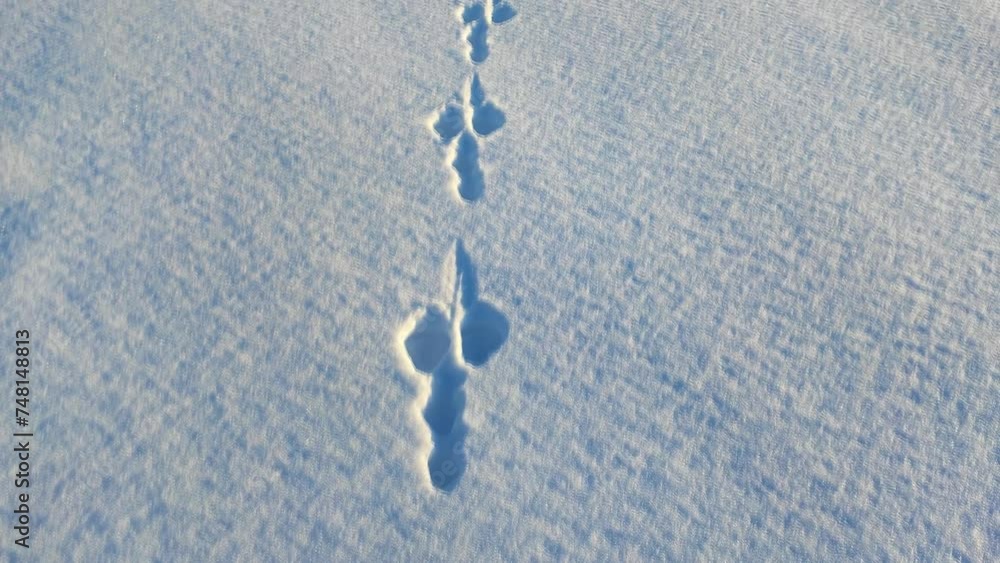 Hare tracks in the snow in winter Hare tracks in the snow in winter