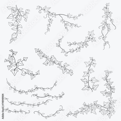 Floral ivy drawing decorative ornament flat design collection. © tanarch