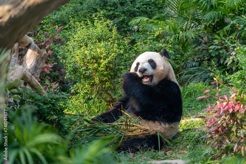 Photography The giant panda eating bamboo in the Macau Giant Panda Pavilion, China