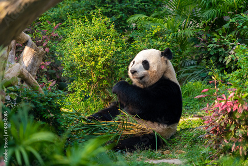 The giant panda eating bamboo in the Macau Giant Panda Pavilion, China.