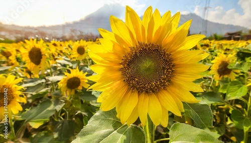 Sunflowers are well-known plants grown in open fields  boasting remarkable beauty