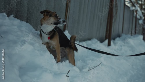 Newly adopted dog, still on leash, tentatively sits by snowy fence, marking territory. She's getting accustomed to new winter world outside shelter, under caring watch of new family photo