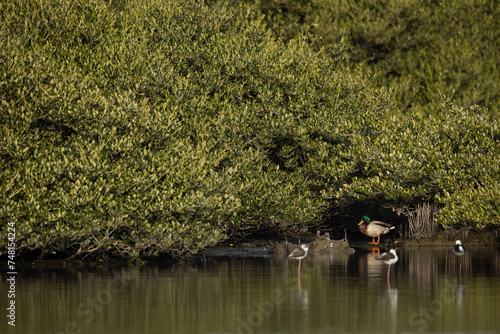 Mallard duck and stilts at Tubli bay, Bahrain